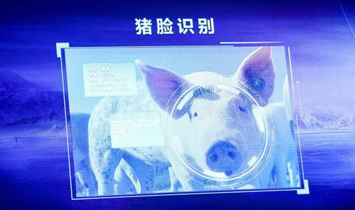 1.22报 内行 外行 发力智能养猪,真能为养猪业创造奇迹